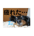 ダックスちゃんの日常2（個別スタンプ：15）