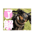 ダックスちゃんの日常2（個別スタンプ：16）