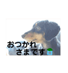 ダックスちゃんの日常2（個別スタンプ：17）