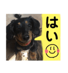 ダックスちゃんの日常2（個別スタンプ：19）
