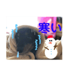 ダックスちゃんの日常2（個別スタンプ：21）