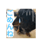 ダックスちゃんの日常2（個別スタンプ：22）
