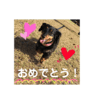 ダックスちゃんの日常2（個別スタンプ：23）