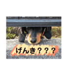 ダックスちゃんの日常2（個別スタンプ：29）