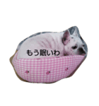 フレブルめるさんのネガティブスタンプ（個別スタンプ：2）