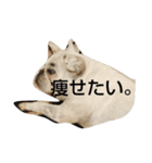 フレブルめるさんのネガティブスタンプ（個別スタンプ：7）