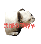 フレブルめるさんのネガティブスタンプ（個別スタンプ：8）