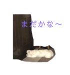 マルチーズのエルフィ（個別スタンプ：2）