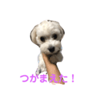 マルチーズのエルフィ（個別スタンプ：8）