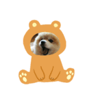 ポメのポン太くん（個別スタンプ：8）