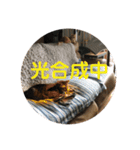くろくりきーちゃん（個別スタンプ：13）