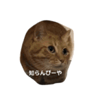 くろくりきーちゃん（個別スタンプ：14）