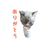 鈴と鈴々（個別スタンプ：10）