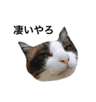 ねこのいろんなスタンプ（個別スタンプ：3）