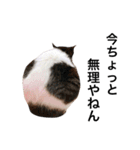 ねこのいろんなスタンプ（個別スタンプ：17）