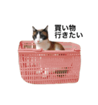 ねこのいろんなスタンプ（個別スタンプ：24）