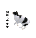 ねこのいろんなスタンプ（個別スタンプ：26）