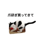 ねこのいろんなスタンプ（個別スタンプ：32）