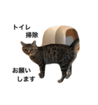 ねこのいろんなスタンプ（個別スタンプ：33）