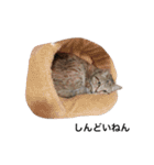ねこのいろんなスタンプ（個別スタンプ：34）