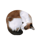 ねこのいろんなスタンプ（個別スタンプ：36）