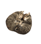 ねこのいろんなスタンプ（個別スタンプ：37）
