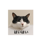 ねこのいろんなスタンプ（個別スタンプ：38）
