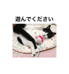 ねこのいろんなスタンプ（個別スタンプ：39）
