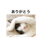 ねこのいろんなスタンプ（個別スタンプ：40）