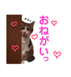 わが家のどうぶつ日記（個別スタンプ：4）