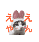 わが家のどうぶつ日記（個別スタンプ：6）
