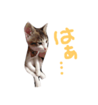 わが家のどうぶつ日記（個別スタンプ：10）
