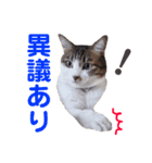 わが家のどうぶつ日記（個別スタンプ：11）