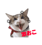 わが家のどうぶつ日記（個別スタンプ：14）