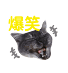 わが家のどうぶつ日記（個別スタンプ：15）