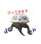 わが家のかめきちくん（個別スタンプ：3）