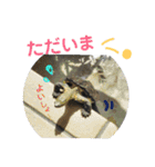 わが家のかめきちくん（個別スタンプ：4）