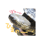 わが家のかめきちくん（個別スタンプ：12）
