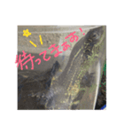 わが家のかめきちくん（個別スタンプ：14）
