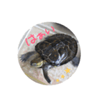 わが家のかめきちくん（個別スタンプ：17）