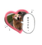 じょんのすけたろう（個別スタンプ：1）