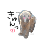 じょんのすけたろう（個別スタンプ：3）