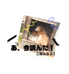 じょんのすけたろう（個別スタンプ：11）