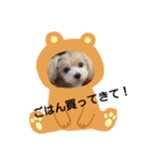 上から目線なマルプー（個別スタンプ：1）