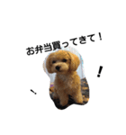 上から目線なマルプー（個別スタンプ：2）