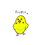 ピーちゃん 基本セット（個別スタンプ：15）