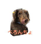 ちゃぶくんスタンプ3（個別スタンプ：3）