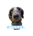ちゃぶくんスタンプ3（個別スタンプ：4）