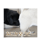 可愛らしいパグのスタンプ（個別スタンプ：21）