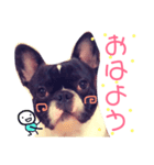 フレンチブル日常（個別スタンプ：1）